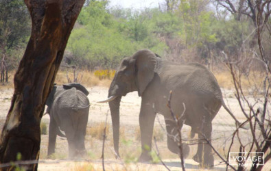 big five elephant lors d'un safari botswana en famille